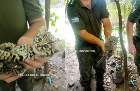 Rescatan un cachorro de gato montés en el interior de Corrientes